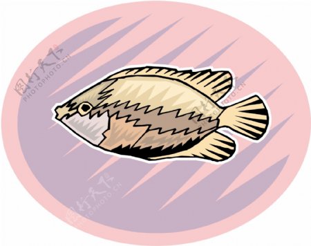 五彩小鱼水生动物矢量素材EPS格式0737