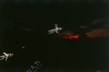夜幕下的昆虫图片