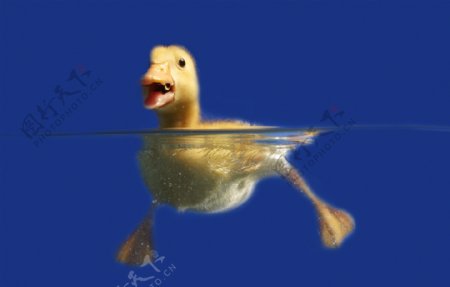 在游泳的鸭子图片