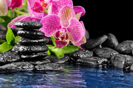 黑色水疗石与兰花图片图片