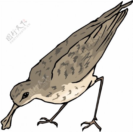 各种鸟类鸟动物矢量素材EPS格式1389