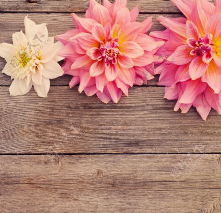 木板上的粉菊花
