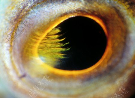 海底生物眼睛特写图片