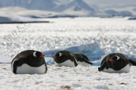 冰窟窿里的企鹅图片