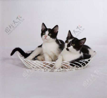 黑白小猫摄影素材图片