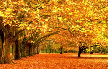 秋天枫叶风景图片图片