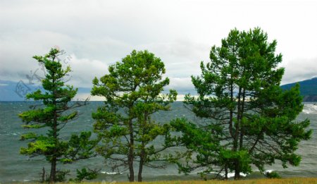 海边的大树图片