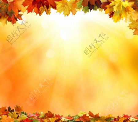 秋天树叶边框图片