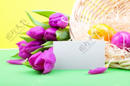 郁金香鲜花与贺卡图片