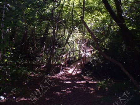 森林中的小木桥