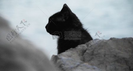 岩石黑猫
