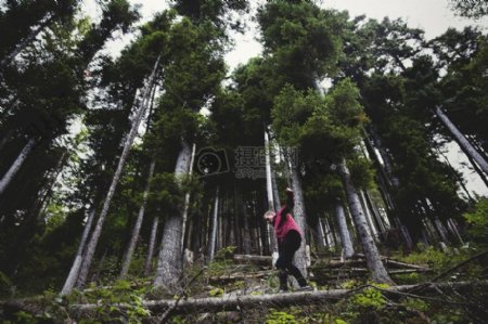 自然人森林树木户外平衡