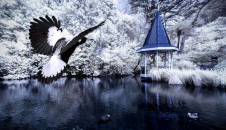 雪飞行水树冬季湖鸟鸭水鸟炮塔