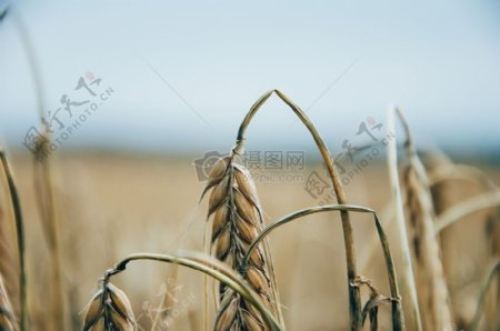 场农业环境小麦黑麦公共领域图像