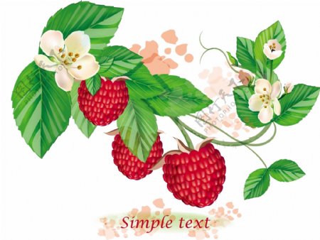 树莓矢量1