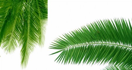 高清椰子树椰子PSD素材