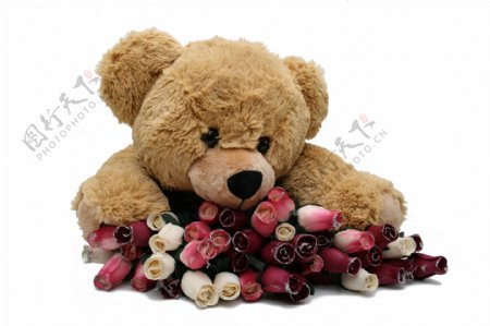 玫瑰花与泰迪熊