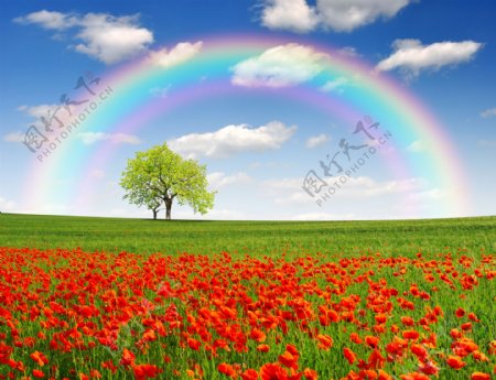 彩虹和红花图片