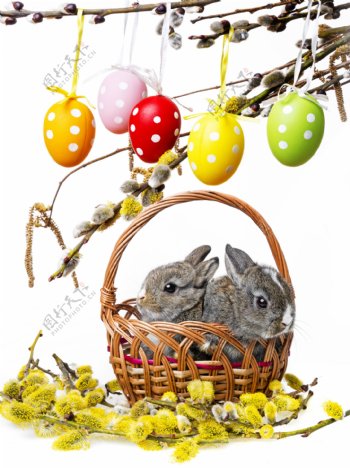 可爱兔子与彩蛋图片
