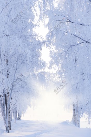 冬天风光背景素材图片