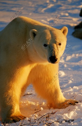 北极熊高清摄影图图片