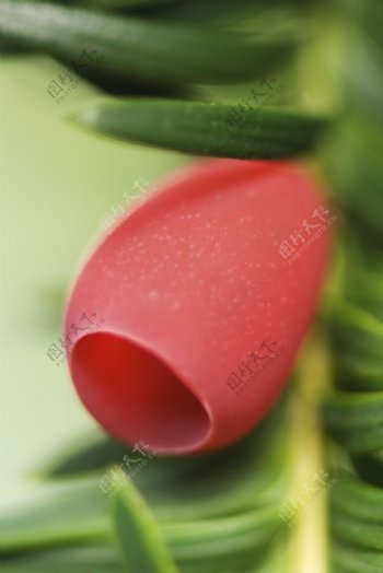 红色花卉植物图片