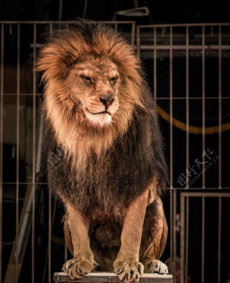 笼子里的狮子图片