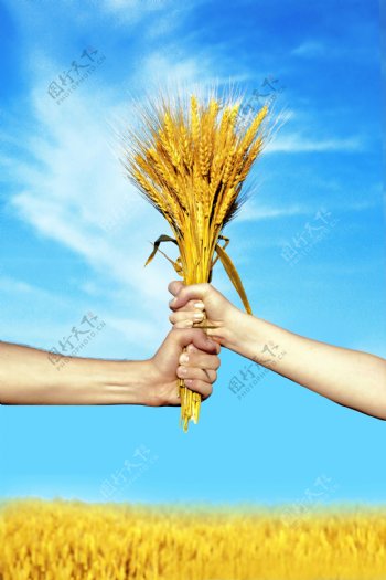 麦穗与麦田风景图片