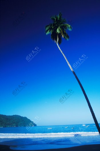 海边孤零零的椰子树图片图片