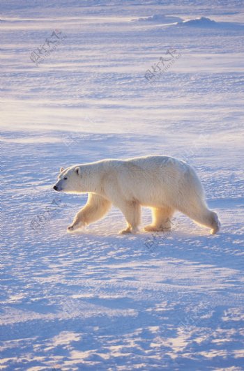 雪地里的北极熊图片