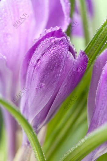 紫色花朵浪漫背景图片