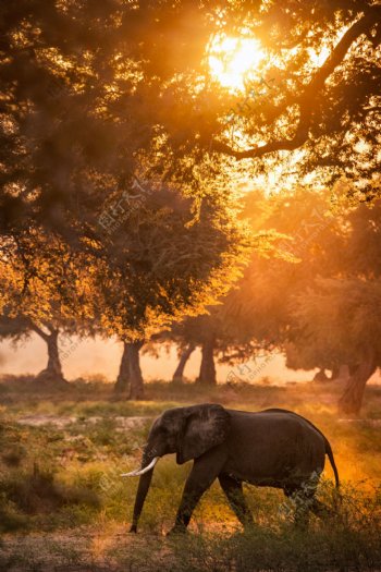 非洲草原上的大象图片