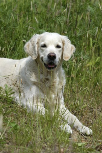 白色宠物狗图片