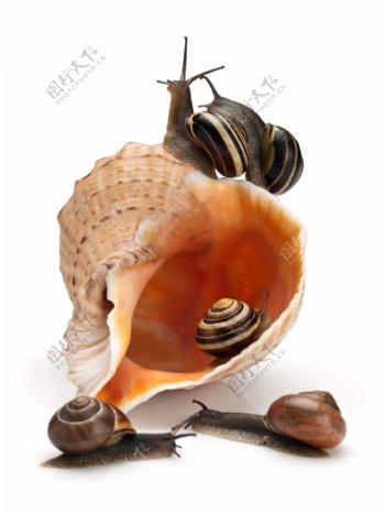 海螺与蜗牛图片