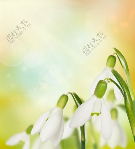 白色鲜花背景边框图片