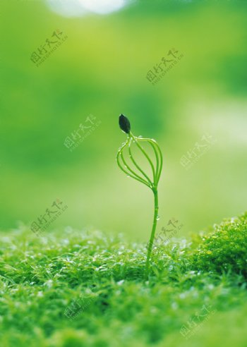 植物新芽摄影图片