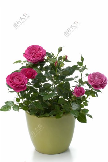 唯美玫瑰花盆栽图片