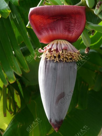 红褐色芭蕉花图片