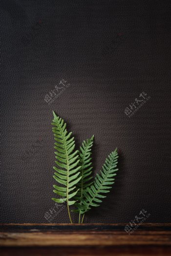 蕨类叶子背景图片