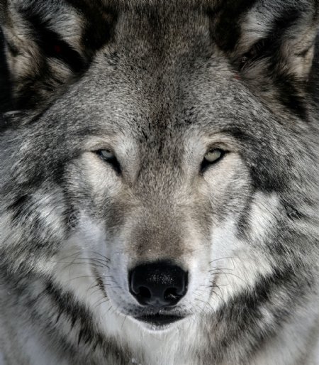 狼的图片凶猛的狼头写真高清图片下载