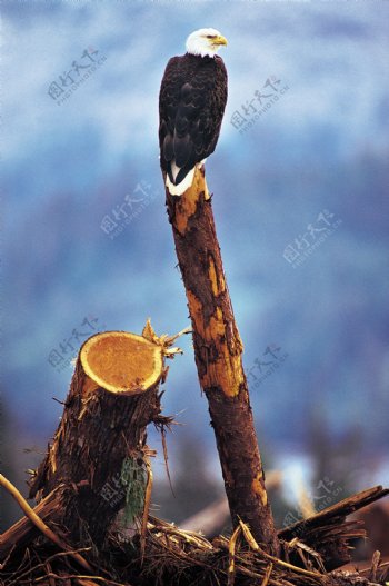 木头上的老鹰图片素材