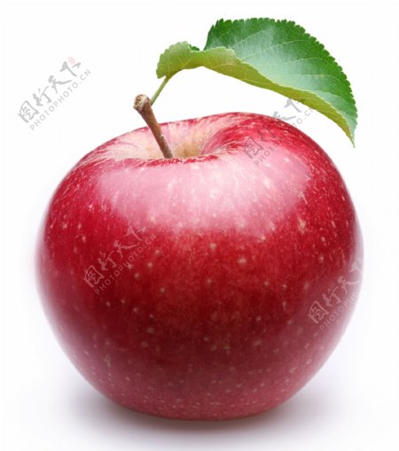 长着叶子的红苹果图片