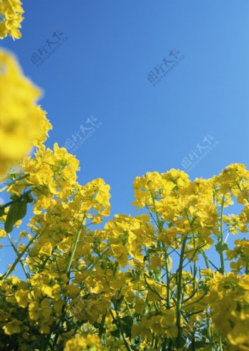 阳光下的黄色花田