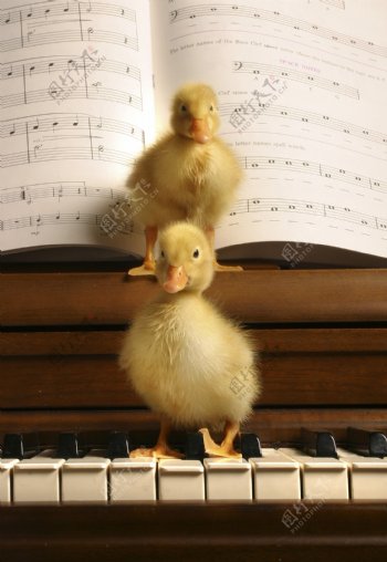 站在钢琴上的两个小鸭子