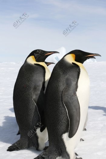 冰上的企鹅