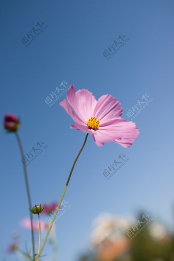 格桑花图片