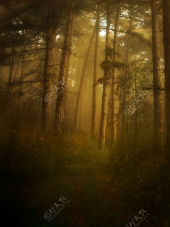昏暗的森林图片