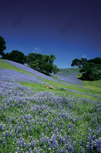 漫山遍野的紫色花风景图片