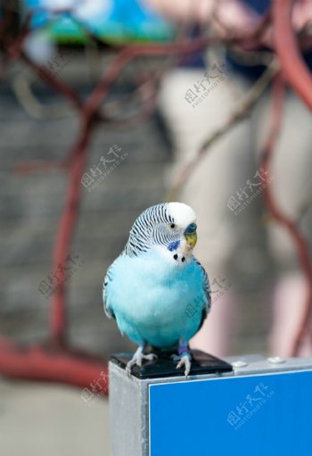 漂亮的蓝色鹦鹉