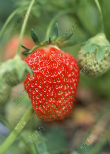 草莓高清摄影图片图片